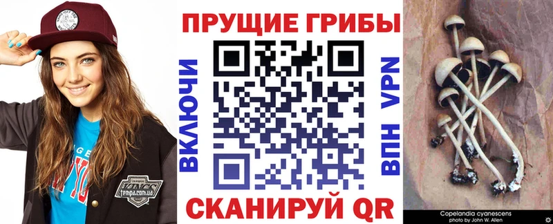 Галлюциногенные грибы Psilocybine cubensis  что такое   Сухиничи 